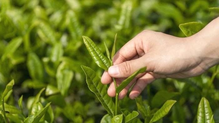 关于鹤峰古茶树群,填补湖北“万里茶道”茶树古迹空白的最新信息(4)