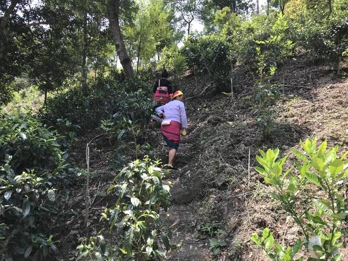 关于勐海县布朗山乡：守住绿水青山，才能有好茶山的热门信息(5)