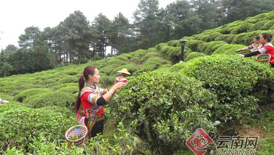 关于红河元阳：茶园进入最佳采摘期 茶农忙采明前第一波春茶的资讯
