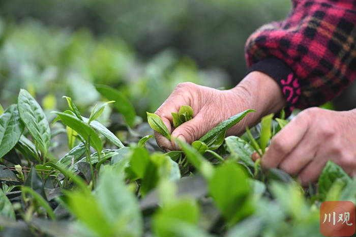 关于那个采茶的“茶园李子柒”让记者放下相机去帮忙!的最新资讯(7)