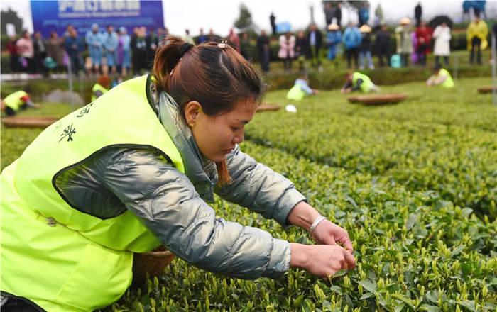 有关于贵州凤冈:茶乡儿女采新绿 十指尖尖展风采的新闻(3)
