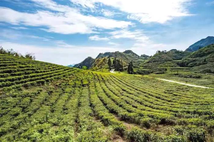 关于“晒怏焙干”，打造张家界又一闪亮名片——桑植白茶的热门资讯