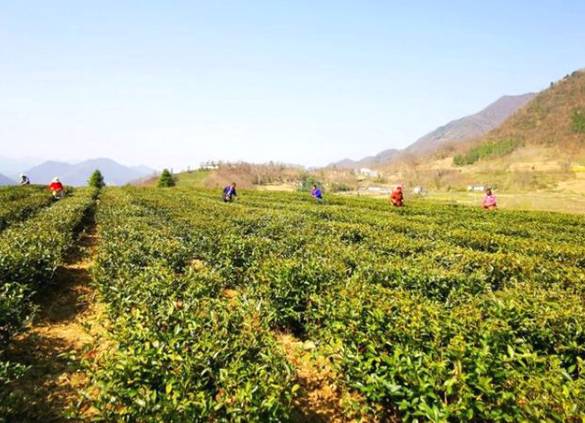 关于陕西汉中:春茶采摘正当时,不负春光不负民的最新信息(5)