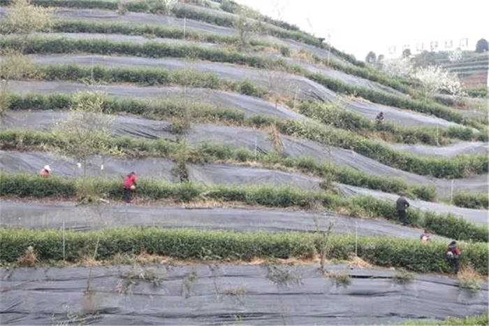 关于四川万源市30万亩明前茶开采 巴山富硒茶叶满屋飘香的消息(2)