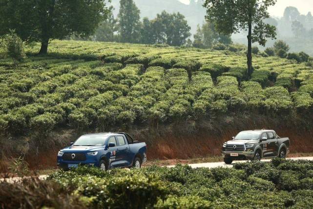 有关于当古茶之王遇上皮卡之王，长城皮卡助力勐海古树茶开采的信息(14)