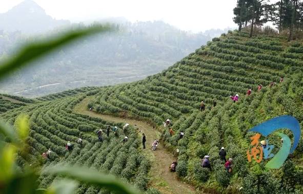 有关于茶园剪影 又是一年采茶季 春色满园盼君来的最新资讯(10)