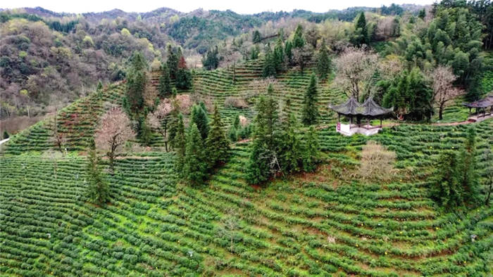 关于祁门红茶提前进入采摘 产量价格均有上浮的热门消息(2)