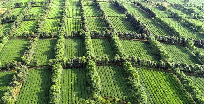 关于3月26日，2021第三届中国·英德红茶头采节，即将启幕！的最新资讯(7)