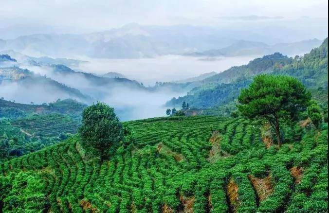 有关于广西日报：梧州茶旅融合奏响乡村振兴乐章的热门信息