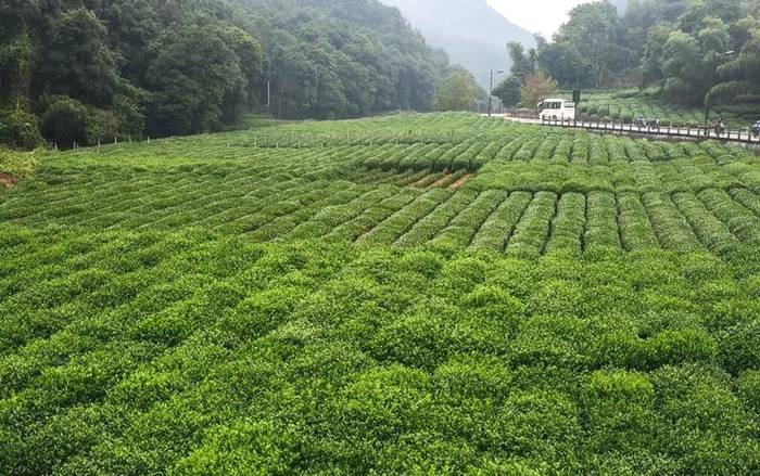 关于西湖龙井定于3月12日开采！今年品质更好，购买一定要认准这个的热门新闻(1)