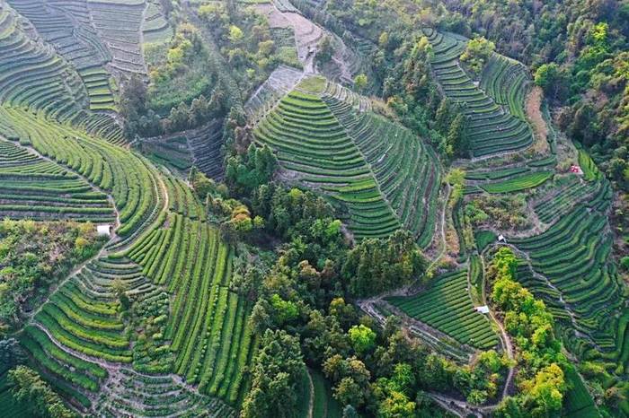 关于中国白茶特色小镇的产业振兴路：质量立茶 绿色兴茶 品牌强茶的最新信息