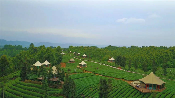 关于坐拥万亩茶田,来四川雅安解锁春日限定耍法的最新信息(18)