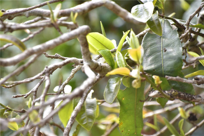 有关于普洱茶投资分析：普洱茶价格年年涨价 它正常吗？的资讯