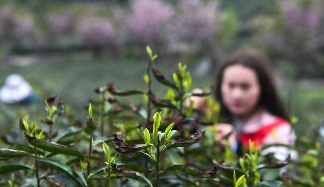 关于杭州富阳区高山云雾茶采摘季 多举措助力茶农增收的热门资讯(2)