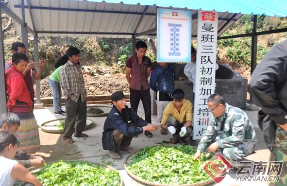 关于“以茶为媒”实施精准扶贫 勐海茶厂助推茶农过上好日子的信息