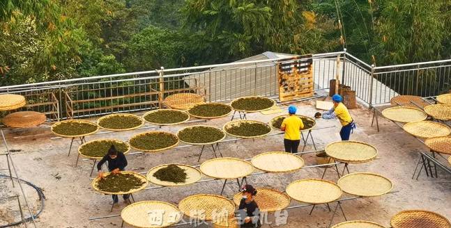 有关于倚邦茶山：春茶丰产采收忙 品质优良价格稳中有升的最新消息(6)