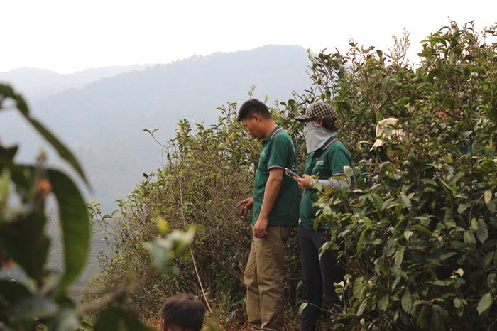 有关于普洱春茶发芽简报：大雪山豆腐寨茶园发芽情况的热门信息(9)