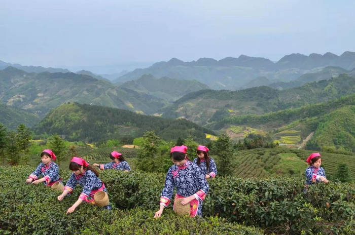 有关于汉中仙毫 漆树坝镇：小小茶叶托起振兴梦的最新消息