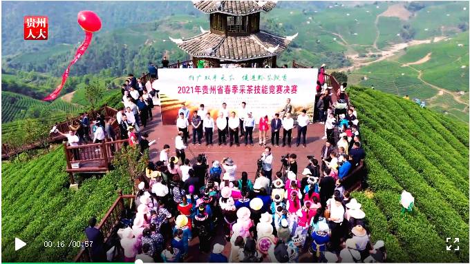 有关于双手采出致富叶！贵州省大力推广双手采茶成效显著的热门消息(2)