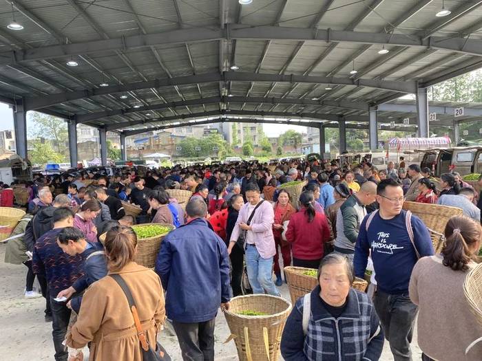 关于百丈镇解放村鲜叶市场你来我往，春茶交易忙不停的热门信息(2)