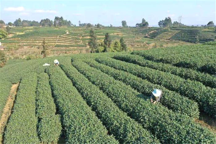 有关于四川眉山青神县：春茶销售旺 茶农采摘忙的最新信息(2)