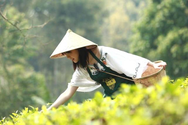 有关于当古茶之王遇上皮卡之王，长城皮卡助力勐海古树茶开采的信息(5)