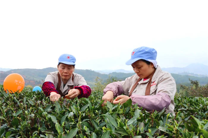 有关于福建政和白茶开采!产业发展拓宽农民增收路的热门消息(3)