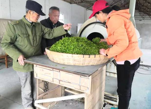 有关于扬州凤凰山：百亩茶园春茶香 村民“采”出幸福路的消息(2)