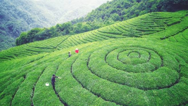 有关于新昌县成立大佛龙井研究院,提升大佛龙井竞争力!的最新信息