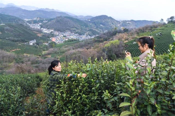 有关于春茶到！浙江几十个产茶区县春茶陆续开采的热门资讯(10)