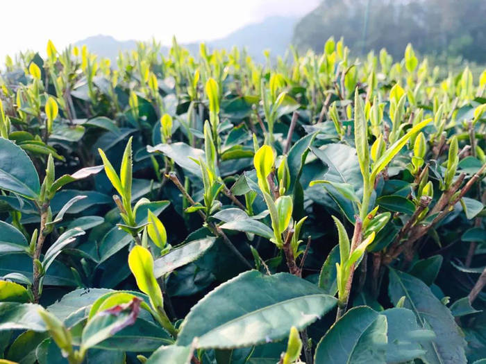 有关于产销齐增近两成,今年春茶产销两旺迎来“开门红”的热门资讯