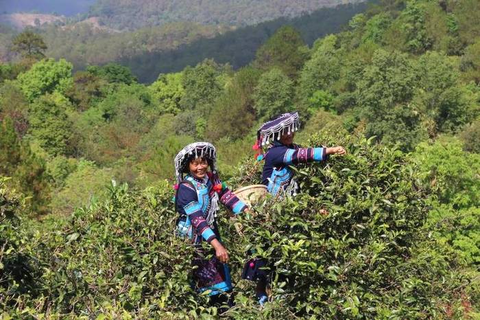 关于春茶抢“鲜”一步，普洱各地“明前茶”开采的热门信息(6)