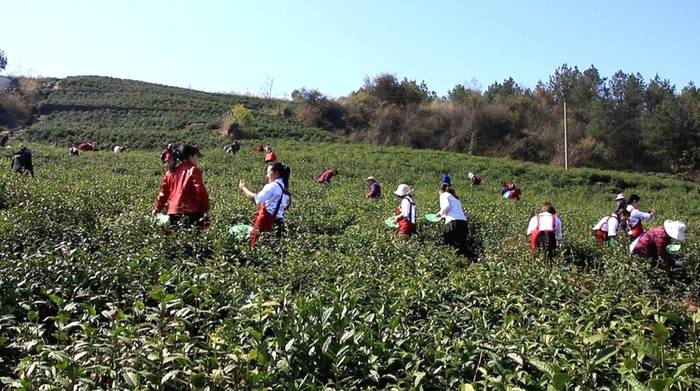 有关于达州万源：能人驱动做强茶产业，“绿色银行”撑起茶农钱袋子的最新信息(1)