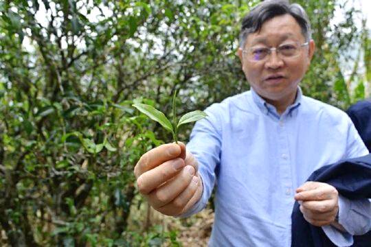 关于国内茶叶专家到云县漫湾镇白莺山古茶园进行科学考察的热门信息(3)