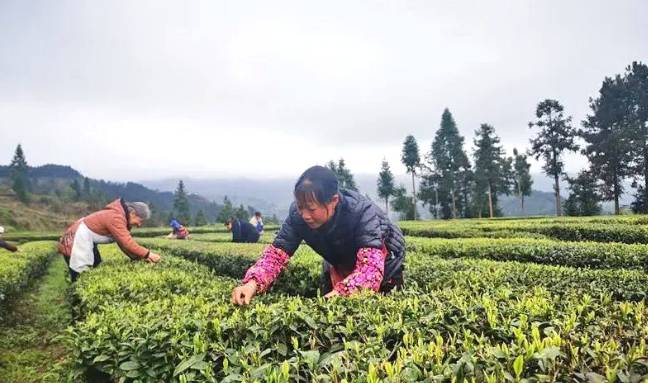 有关于石阡县30多万亩苔茶园生机盎然 正是茶叶采摘好时节的资讯(3)