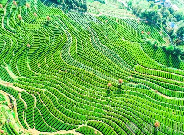 有关于恩施玉露茶叶基地春茶飘香 茶叶进入开采的新闻(2)