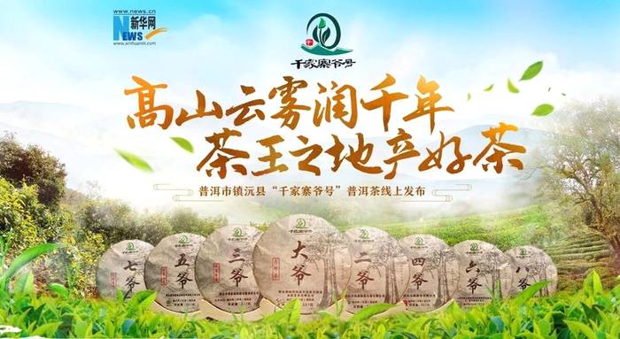有关于高山云雾润千年 茶王之地产好茶丨镇沅县“千家寨爷号”普洱茶线上发布的新闻(1)