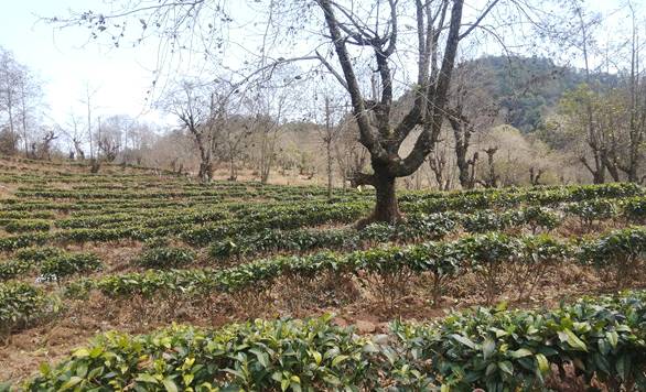 有关于云南永平：2020年全乡茶叶种植面积达4200多亩的热门新闻(1)