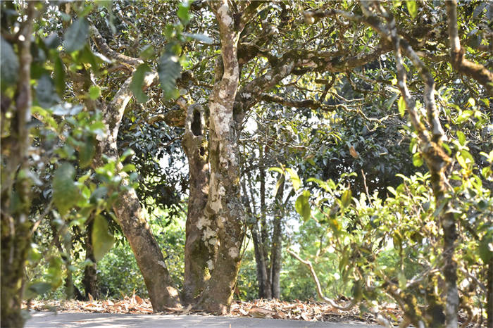 有关于一周速读：茶品牌如何进场抖音自播、“顶流名山”古树趋势如何、2021茶叶进出口数据的热门消息(3)