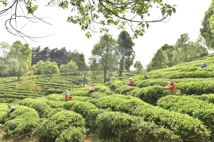 有关于双手采出致富叶！贵州省大力推广双手采茶成效显著的热门消息(19)