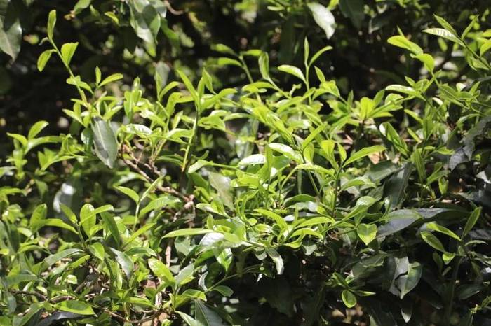 关于2021普洱五棵桩古茶园举行祭茶祖暨春茶开采仪式的信息(15)