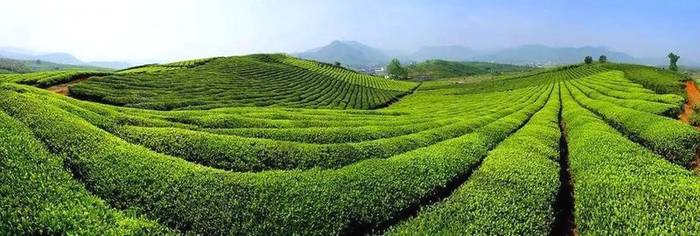 关于六盘水市水城区：打造富民产，固脱贫助振兴的热门消息(1)