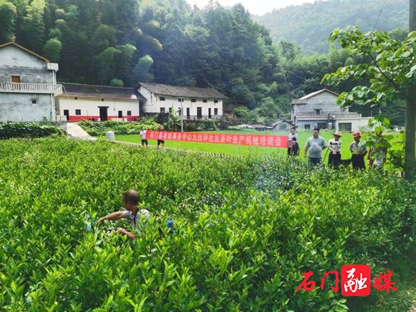 有关于“农机人”走进九伙坪，助力乡村茶产业振兴的热门消息(2)