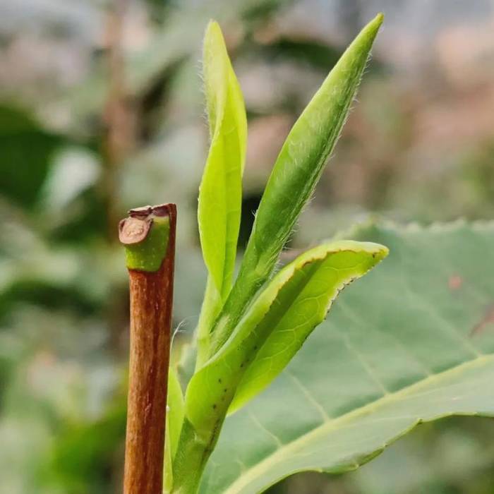有关于一周热门：史上最严厉整顿，云南西双版纳种茶毁林整治显成效、春茶购买秘籍、柑普茶品饮关键点你知道吗？的热门资讯(8)