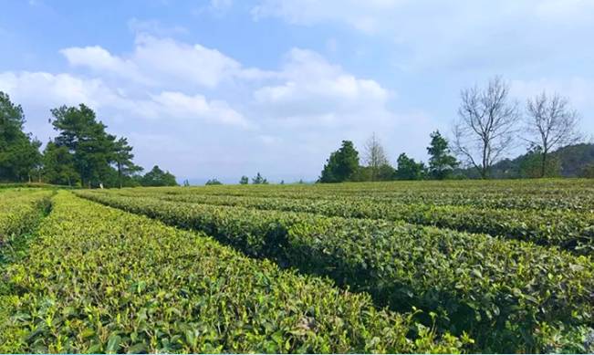 有关于茶园剪影 又是一年采茶季 春色满园盼君来的最新资讯(8)