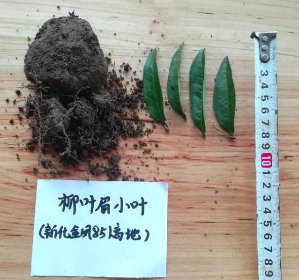 关于新化古茶树：金凤竹林大叶50厘米母树再现的热门资讯(4)