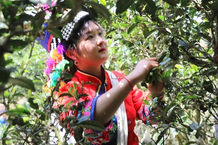 关于2021普洱五棵桩古茶园举行祭茶祖暨春茶开采仪式的信息(12)