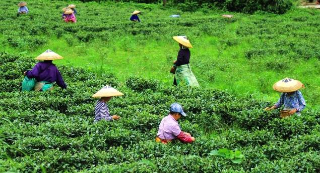有关于通道县：陇城镇千亩茶园茶叶飘香 富民增收的资讯(1)