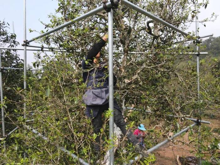 关于春茶抢“鲜”一步，普洱各地“明前茶”开采的热门信息(3)