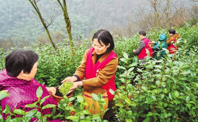 有关于雨水时节话春茶，快来看看全国各地开采春茶的最新情况吧的热门新闻(5)